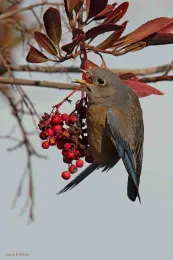 Western Bluebird female With berry, Laurie Wilson of Wilson Nature Photography