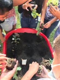 Students tend to plants in their wheelbarrow garden