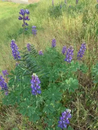 group of lupine leaves tlavell2022