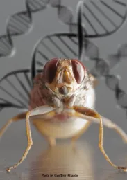 This is the tsetse fly, Glossina morsitans morsitans, that UC Davis medical entomologist-geneticist Geoffrey Attardo studies.(Photo by Geoffrey Attardo)