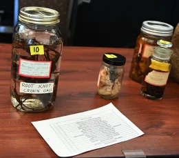 A root-knot crown gall. (Photo by Kathy Keatley Garvey)