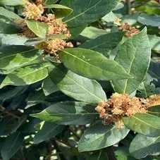 bay laurel leaves