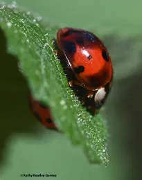 A vedalia beetle, characterized by its darker red dome and splotchy black markings. (Photo by Kathy Keatley Garvey_