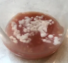 A glass container with pink liquid and white mold clumps on the surface, indicating fermenting tomato seeds.