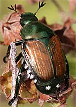 Japanese beetle