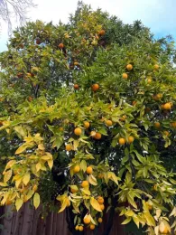 Yellow leaves on citrus Help Desk submission