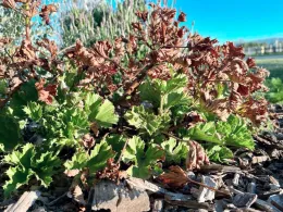 Frost damage on pelargonium