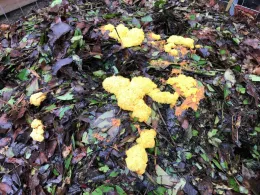 A slime mold on a compost pile, also known as “dog vomit slime mold”, Help Desk submission