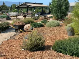 Arborist wood chip mulch at our Martial Cottle Park garden