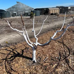 Painted peach tree at our Martial Cottle Park orchard