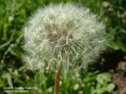 Dandelion Seed Head