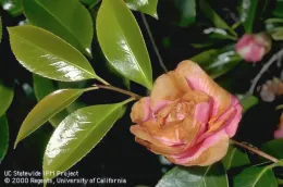 A damaged camellia flower with pink and brown petals, surrounded by glossy green leaves, illustrating signs of petal blight.