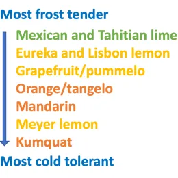 A list of citrus varieties ranked from most frost-tender to most cold-tolerant, featuring various colors for each type.