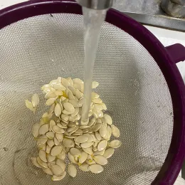 Zucchini seeds being rinsed in a colander under running water in a kitchen.
