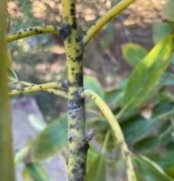 avocado stem blackening (3)