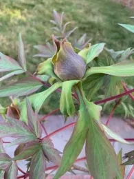 Tree Peony Flower Bud