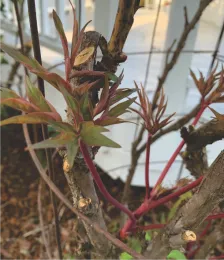 Emerging from Dormany