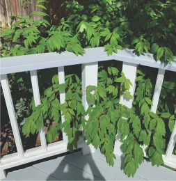 Foliage Through the Fence