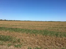 Figure 1. Slow spring growth in alfalfa field.