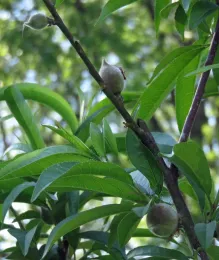 Quarter-sized fuzzy peach fruits with space in between fruits.