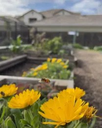 A honey bee hovers above a golden yellow daisy-like flower.
