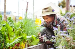 Gardener leans over to insect a vegetable plant.