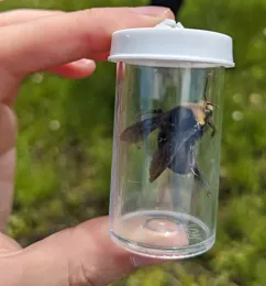A Bombus vosnesenskii queen caught in the field. (Photo courtesy of Danielle Rutkowski)