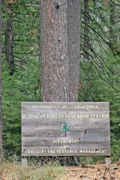 La Estación de Investigación Forestal es un bosque experimental de 4 mil acres en el norte de la Sierra Nevada. Todas las fotografías son de Evett Kilmartin