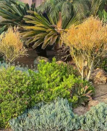 A diverse drought-tolerant landscape featuring green and grey shrubs, spiky green plants, and two golden-hued rounded plants against a warm backdrop.