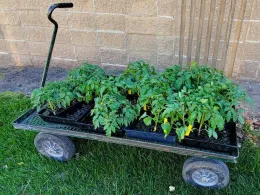 A garden cart filled with tomato seedlings sits on green grass, with a textured brown wall in the background.