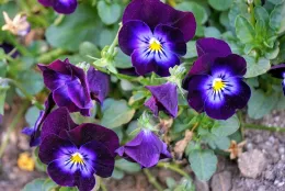 Herb Garden-Violets Closeup