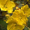 flannelbush