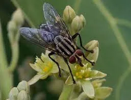 house fly avocado flower