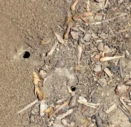 A small area of ground with no mulch showing two holes made by ground nesting bees.