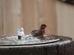 Brightly colored small reddish brown bird shakes water off his feathers.