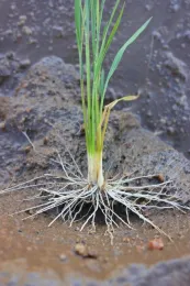 Rice plant with roots visible