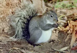 Western gray squirrel, Dr. Lloyd Glenn Ingles, California Academy of Sciences