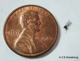 Fungus gnat, C. D. Armstrong, University of Maine