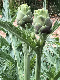 Two budding artichokes with green and purplish hues, surrounded by leafy foliage in a garden setting.