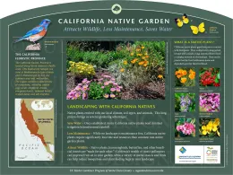 Infographic about California native plants, featuring a colorful garden photo, wildlife illustrations, and sections on landscaping benefits.