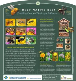 Informative poster on helping native bees, featuring colorful images of various bee species, recommendations for bee houses, and plant suggestions, all set against a green background.