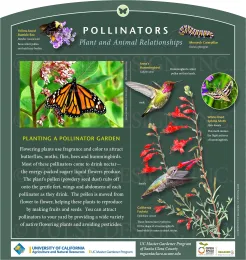 Informative poster about pollinators featuring illustrations of a Yellow-faced Bumble Bee, Anna's Hummingbird, Monarch Caterpillar, and White-lined Sphinx Moth, alongside descriptions of how to attract pollinators to gardens.