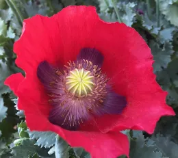 A close-up of a vibrant red poppy flower with deep purple spots and a yellow-green center, surrounded by dark green foliage.