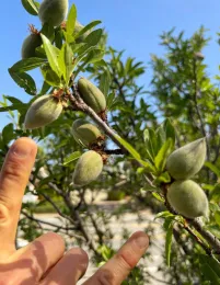Close-up of young peaches on a branch, with two fingers pointing towards them, set against a blue sky.