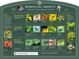 Beneficial Insects