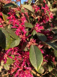 Loropetalum in bloom at my home on Feb. 10.