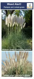Figure 1. Weed alert for related weeds pampasgrass and jubatagrass.