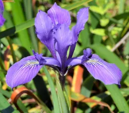 Bright purple flower with green stems.