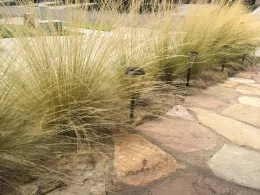 Stand of yellowish green feather grass plants along a median strip.