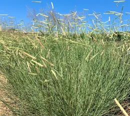 Knee high grass with golden stalks that have seed pods resembling eyelashes.